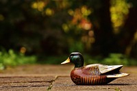 Wooden male mallard duck toy. Free public domain CC0 photo.