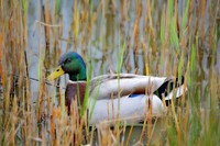 Green mallard duck close up. Free public domain CC0 photo.