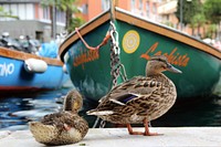 Mallard ducks near boats. Free public domain CC0 image.