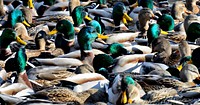 Green mallard ducks close up. Free public domain CC0 photo.