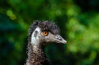 Emu bird, animal photography. Free public domain CC0 image.