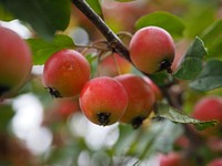 Closeup on crab apples hanging in tree. Free public domain CC0 photo.