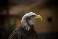 Bald eagle, bird photo. Free public domain CC0 image.