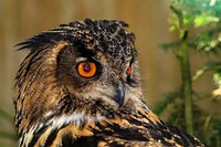 Owl bird photo. Free public domain CC0 image.
