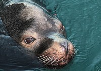 Free seal in the water close up photo, public domain animal CC0 image.