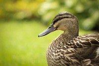 Free close up duck image, public domain animal CC0 photo.