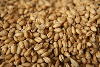 Free focused wheat grains image, public domain food CC0 photo.