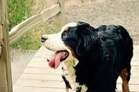 Free bernesse mountain dog image, public domain animal CC0 photo.