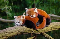 Free Red Pandas image, public domain animal CC0 photo.