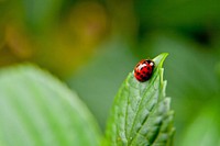 Free ladybug climbing on a green plant photo, public domain animal CC0 image.