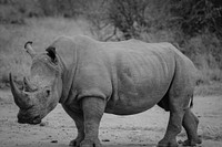 Free rhino image, public domain wild animal CC0 photo.