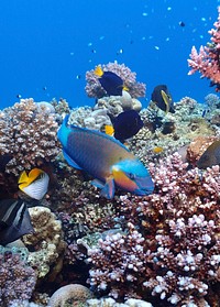 Exotic fishes near coral reef. Free public domain CC0 photo.