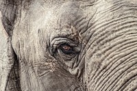 Old elephant, close up. Free public domain CC0 photo.