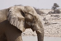 Elephant, animal & wildlife image. Free public domain CC0 photo.