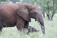 African elephant, mother & baby. Free public domain CC0 photo.