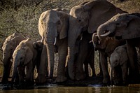 Elephant family & herd in nature. Free public domain CC0 photo.