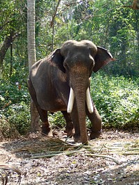 Elephant, animal & wildlife image. Free public domain CC0 photo.