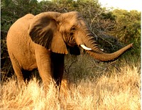 Majestic African elephant in wild. Free public domain CC0 photo.