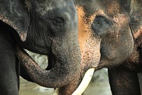 Two elephants play fighting. Free public domain CC0 photo.