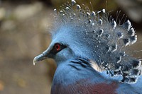 Victoria crowned pigeon, bird photography. Free public domain CC0 image.
