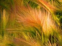 Wheat field. Free public domain CC0 photo.