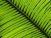 Palm leaf. Free public domain CC0 image.