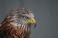 Falcon, bird photography. Free public domain CC0 image.