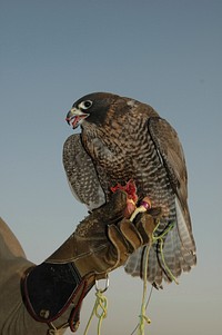 Peregrine falcon, bird photography. Free public domain CC0 image.