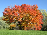 Orange autumn tree. Free public domain CC0 image.