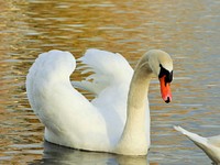 White swan swimming alone. Free public domain CC0 photo.