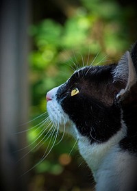 Adorable black cat, pet image, free public domain CC0 photo.