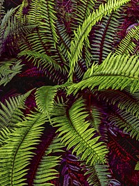 Fern. Free public domain CC0 image.