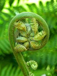 Tasmanian tree fern, botanical nature. Free public domain CC0 image