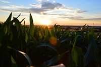 Agricultural cornfield. Free public domain CC0 photo.