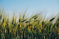 Barley field, agricultural farm. Free public domain CC0 photo.