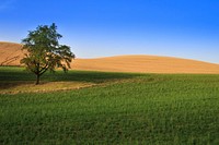 Tree, nature landscape. Free public domain CC0 image.