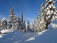 Snow covered trees in forest. Free public domain CC0 image. 