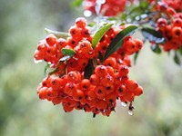 Closeup on rowan berries on tree. Free public domain CC0 image. 