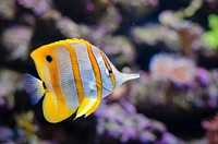 Cute copperband butterflyfish close up. Free public domain CC0 photo.