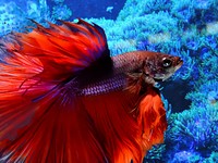 Siamese fighting fish close up. Free public domain CC0 photo.