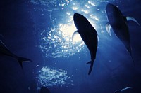 Swimming fish silhouette underwater. Free public domain CC0 photo.