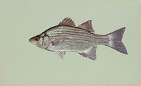 White bass fish drawing. Free public domain CC0 photo.
