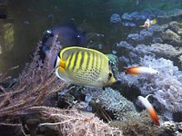 Butterfly fish. Free public domain CC0 photo