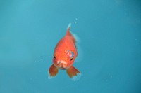 Canary rockfish close up. Free public domain CC0 photo.