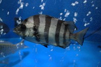 Sheepshead fish close up. Free public domain CC0 photo.