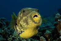 Pufferfish close up. Free public domain CC0 photo.