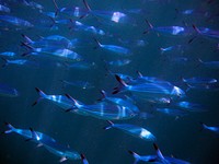 Fishes swimming together. Free public domain CC0 photo.