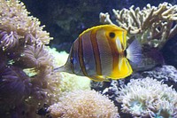 Cute copperband butterflyfish close up. Free public domain CC0 photo.