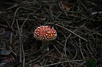 Red mushroom hat, fly agaric toadstool. Free public domain CC0 image.