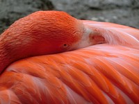 Close up flamingo head. Free public domain CC0 photo.